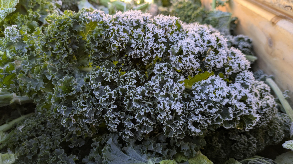 KI generiert: Das Bild zeigt einen Grünkohlkopf, der mit einer Schicht von Frost bedeckt ist. Der Hauptinhalt ist die detailreiche Struktur der gefrorenen Blätter.