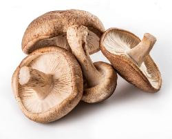 Produktfoto zu Shiitake