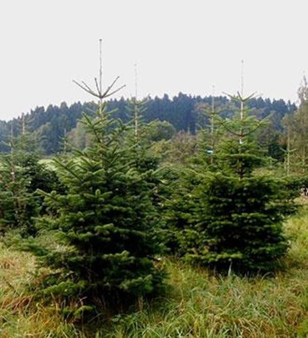 Produktfoto zu Nordmanntannen mittel, 140-180cm, NUR SELBSTABHOLUNG