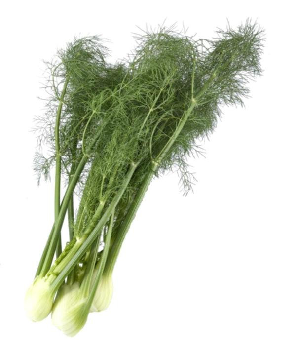 Produktfoto zu APFELBACHERs Fenchel mit Grün